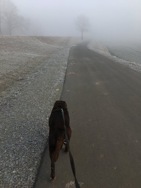 宠物爱图片下载