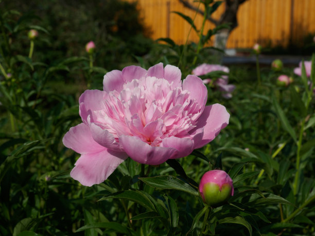 粉红牡丹图片下载