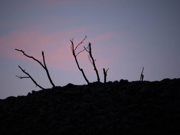 光秃秃的树木剪影与金色的小时粉蓝色的天空图片下载