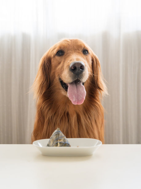 金毛猎犬在餐桌上等待食物图片下载