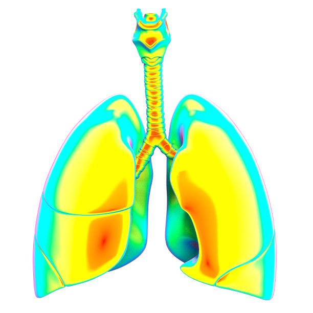 人体呼吸系统及肺解剖学图片下载