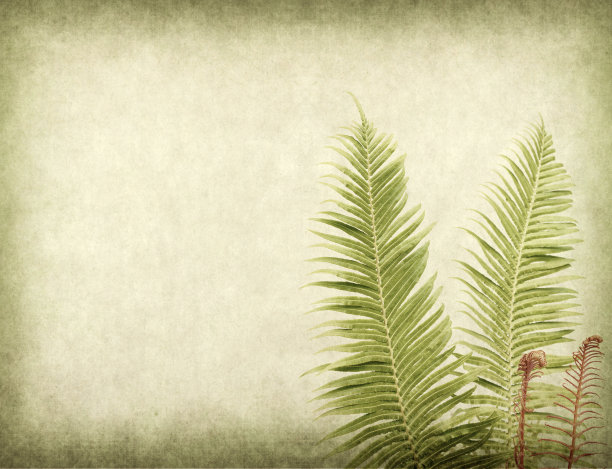 古色古香的蕨类龟裂纸纹理图片下载