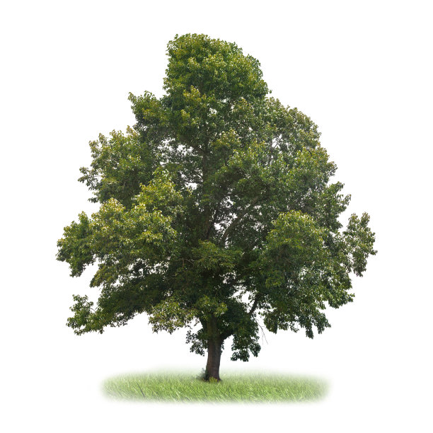 一棵树孤立在白色上图片下载