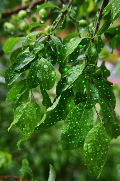 雨后树叶上的水滴。和激光点图片下载