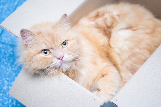 橙色的肥猫睡在纸盒里图片下载