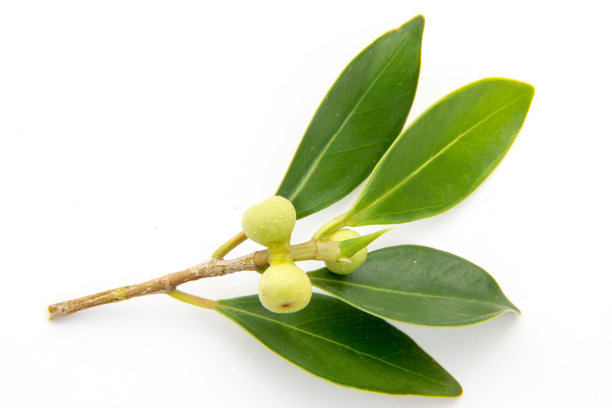 小果榕，又名榕树、马来亚榕树、印度月桂树、窗帘无花果，是无花果科桑树的一种树种。图片下载