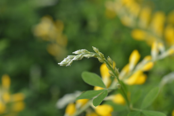 复活节扫帚图片下载