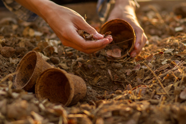 用脏手把泥土混合在一起用于园艺图片下载