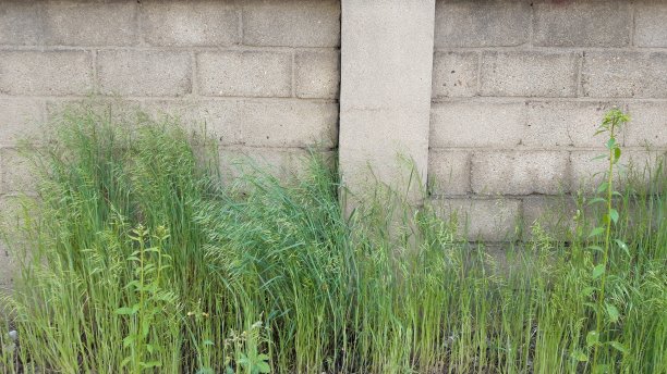 杂草丛生的篱笆图片下载