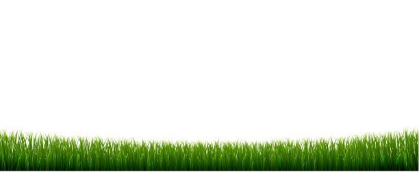 绿草边界与孤立的白色背景图片下载