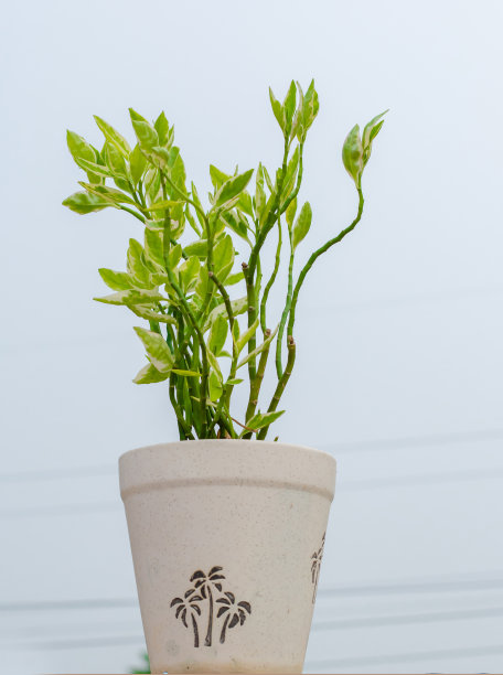 盆栽植物，有杂色叶子，孤立在白色背景上，拷贝空间图片下载