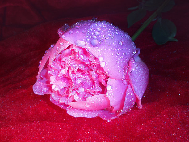 鲜牡丹花宏。花的特写图片下载