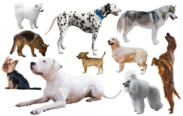 犬种设置图片下载