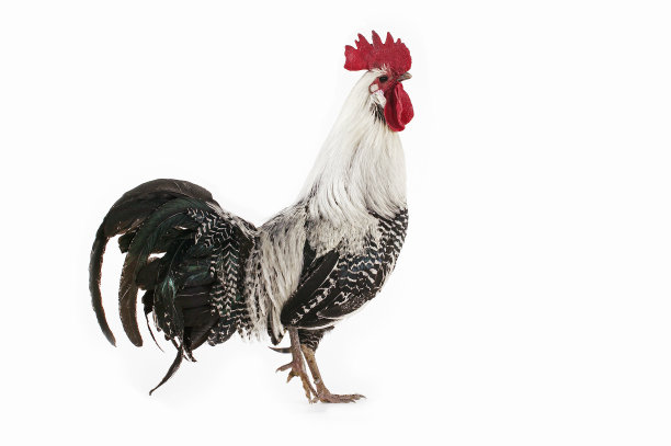 布拉克鸡或布拉克鸡，一个比利时品种，白色背景下的小公鸡图片下载