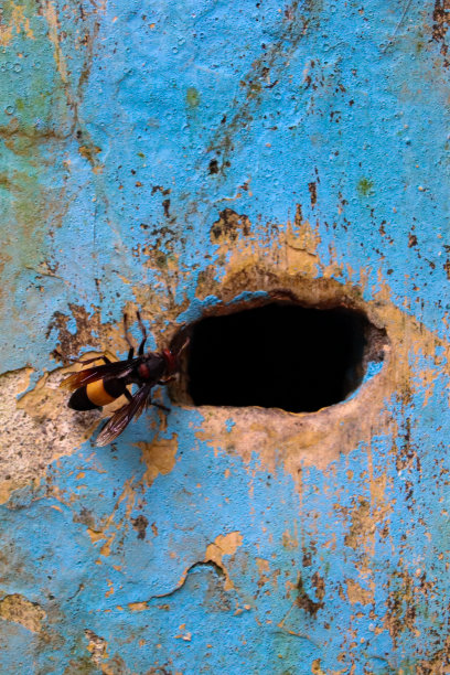 单只蜜蜂进入巢洞。图片下载