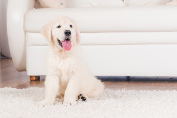 一只小狗坐在地毯上图片下载