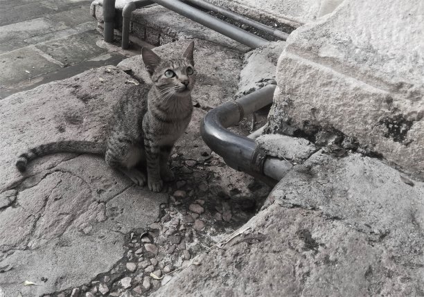 可爱的猫在黑白图片下载