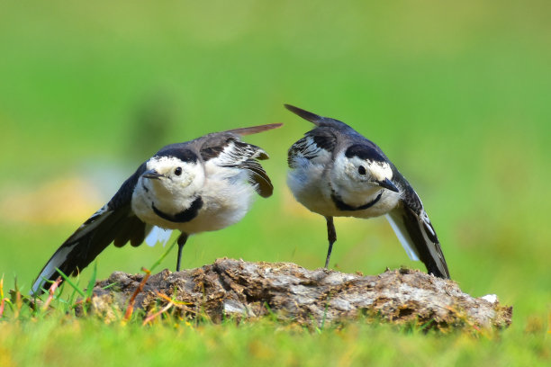 白色鹡尾鸟与自然图片下载