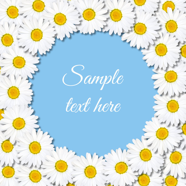 美丽的蓝色背景与白花雏菊。洋甘菊呈圆圈排列。设计的自然框架。图片下载