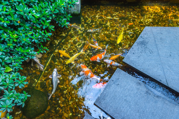 美丽的花园和日本锦鲤游泳图片下载