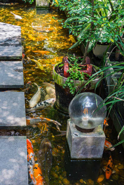 垂直照片锦鲤鱼池在豪华的日本花园图片下载