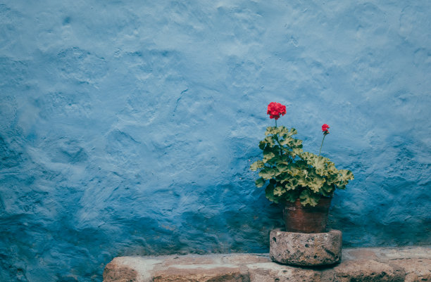 花园天竺葵植物在老盆与蓝色的混凝土墙的背景图片下载