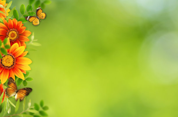Gazania的花和绿色的叶子和蝴蝶在花的边界组成在绿色的背景图片下载