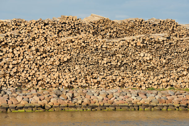 白桦木材。在港口装载日志。图片下载