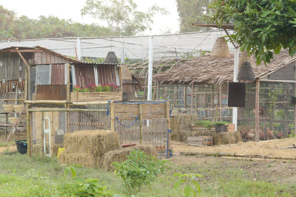 有机蔬菜园景观图片下载