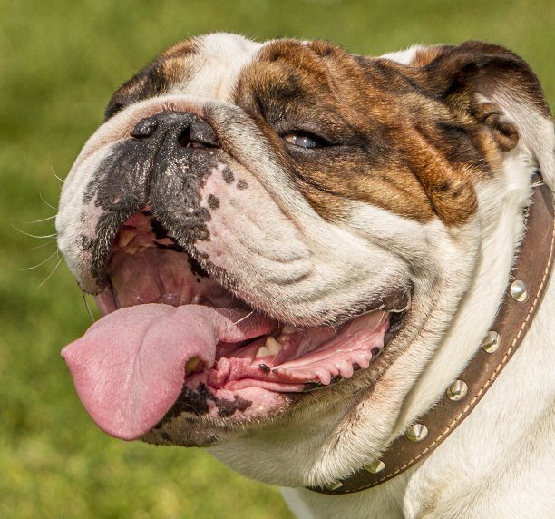 强大的英国牛头犬。图片下载