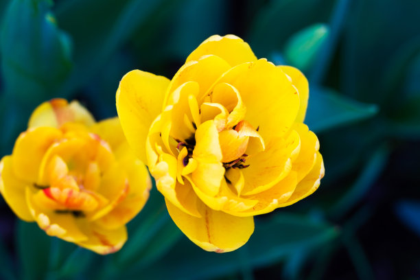 美丽的黄色郁金香特写。风景如画的对比图片。图片下载