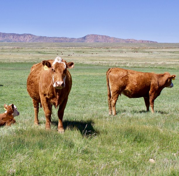 赫里福德牛图片下载