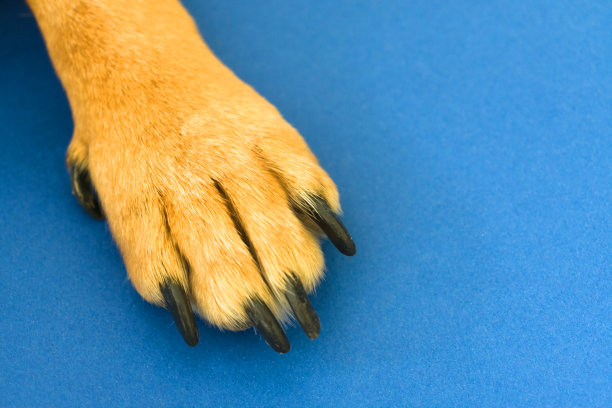 狗爪孤立在蓝色背景。副本的空间。图片下载