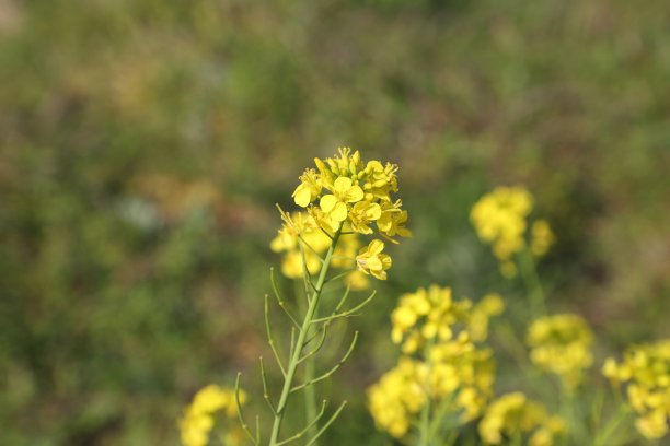 博基尔多的油菜花图片下载