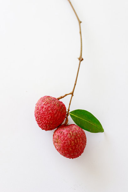 荔枝果实带叶图片下载