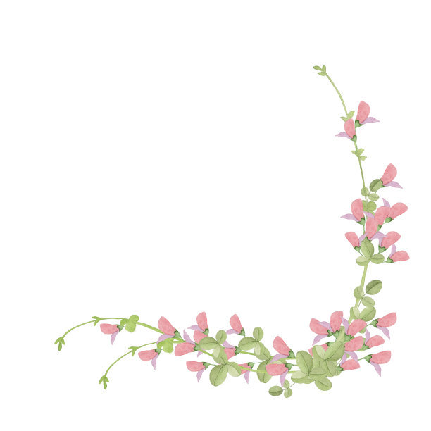 三叶草花图片下载