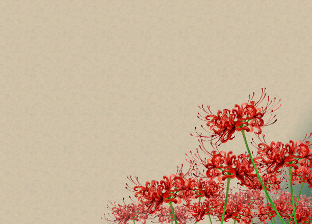 集群孤挺花图片下载