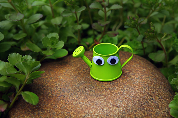 形象水可以石植物图片下载