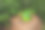 形象水可以石植物图片下载