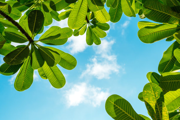 绿叶映着蓝天。底视图图片下载