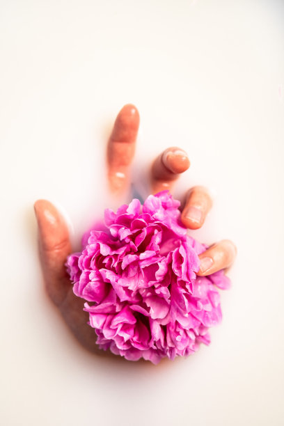 牛奶美容spa。女人的手握牡丹在牛奶浴中图片下载