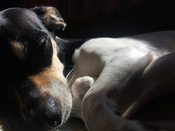 狗的不同方式图片下载