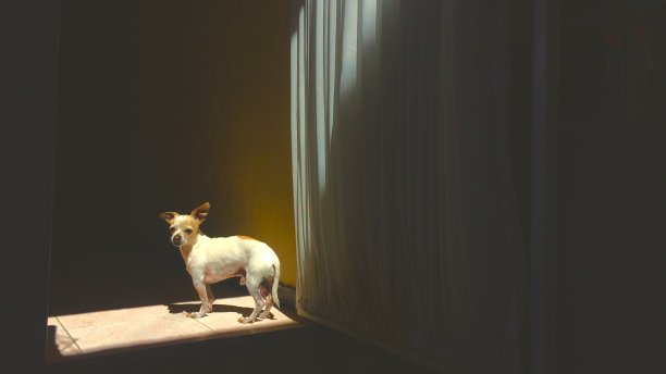 狗的不同方式图片下载