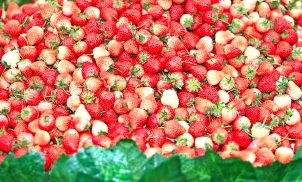 红色和粉色的草莓放在一起图片下载