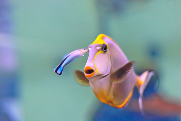 唐，橙刺独角鱼素材图片