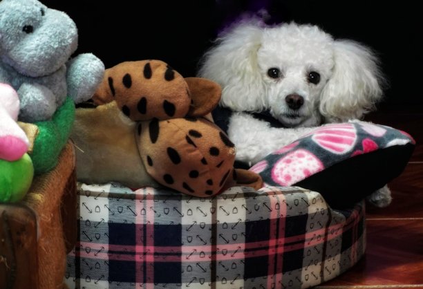 小狗很舒服图片下载