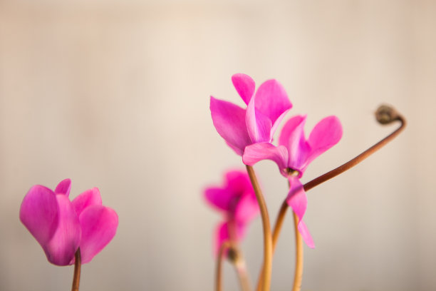 粉红色的仙客来花在灯光背景上图片下载