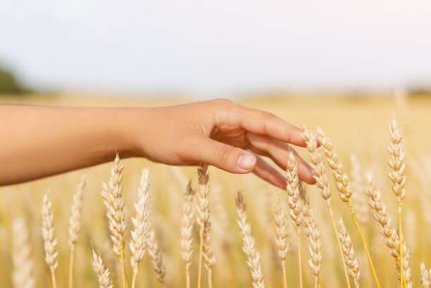女性手抚摸小麦穗近，日出景象，自由，健康的生活方式，有机耕作，收获的时候图片下载