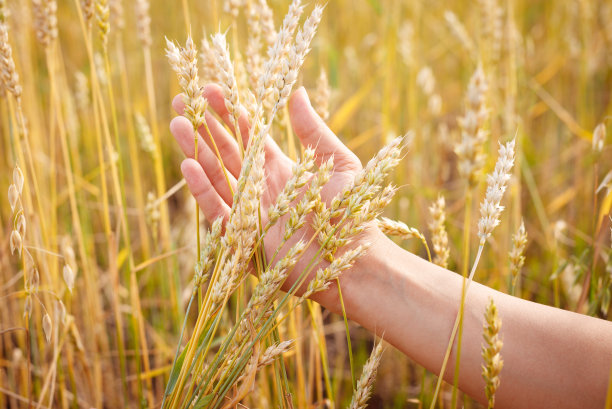 一串麦穗在一个女人的手里，映衬着金黄的麦田图片下载