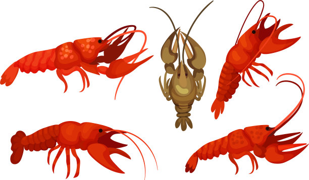 有厚壳和强壮螯合肢的龙虾图片下载